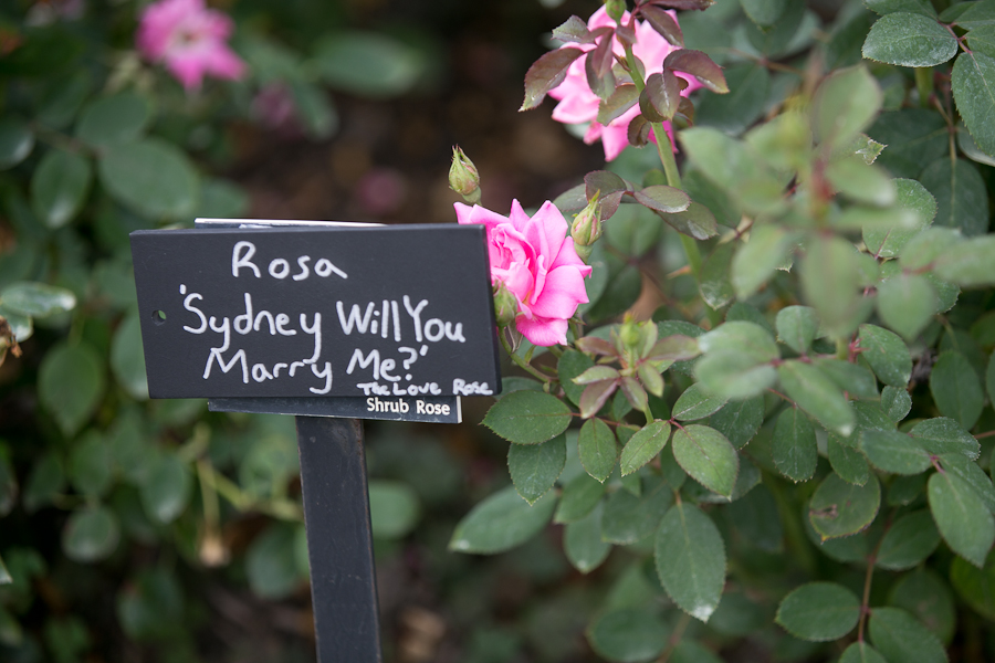 Naperville Proposal Photographer