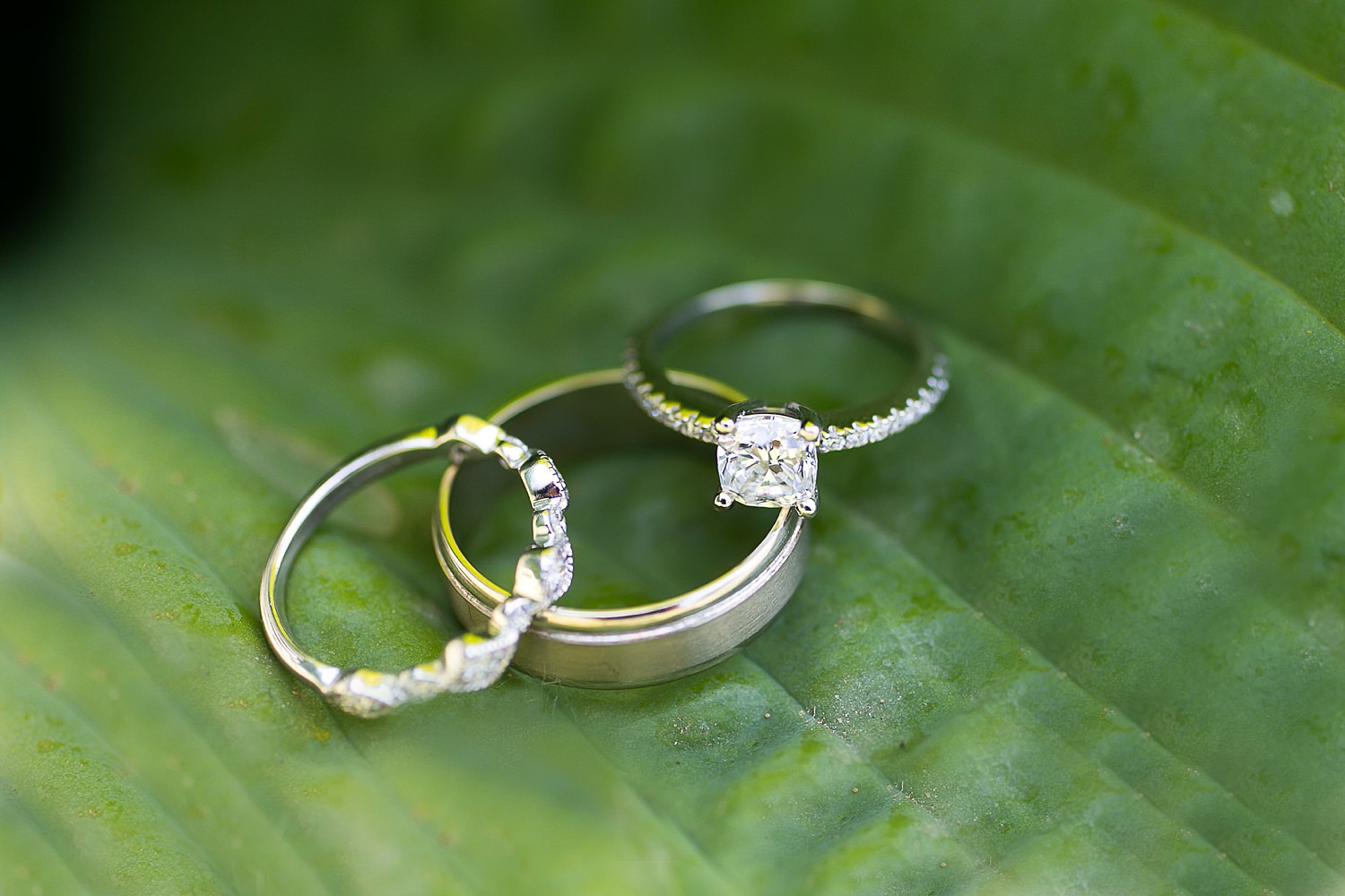 Wedding rings on plant at Chicago Botanic Garden.