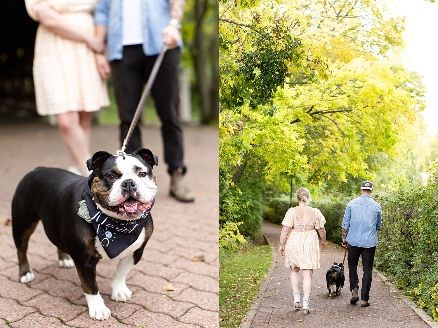 Couple walks bulldog during engagement session